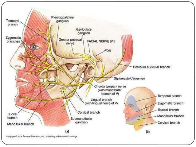 Facial nerve picture Double penetration free trailers